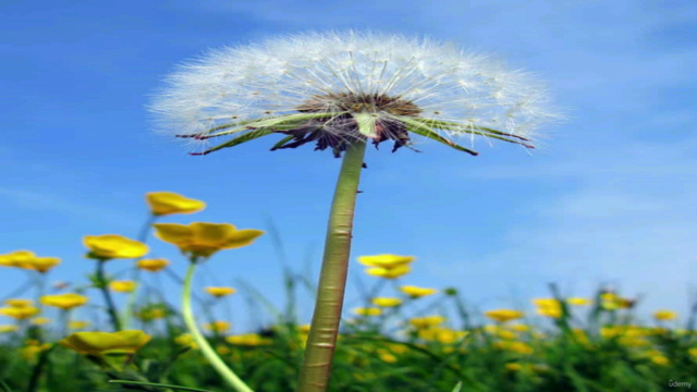 Professional Diploma In Herbal Medicine – Screenshot 2