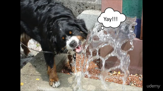 Dog Walking Business Startup: Launch Your Own Canine Company – Screenshot 3