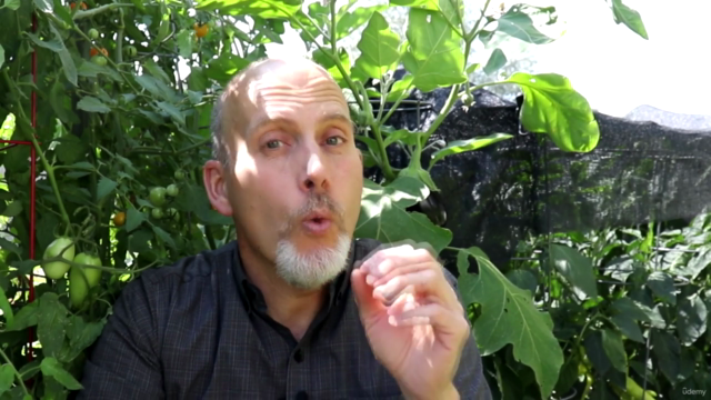 Gardening: The Basics of Saving Seeds from your Garden – Screenshot 3