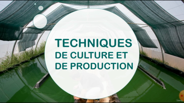 Formation dans la culture et la production de la spiruline – Screenshot 3