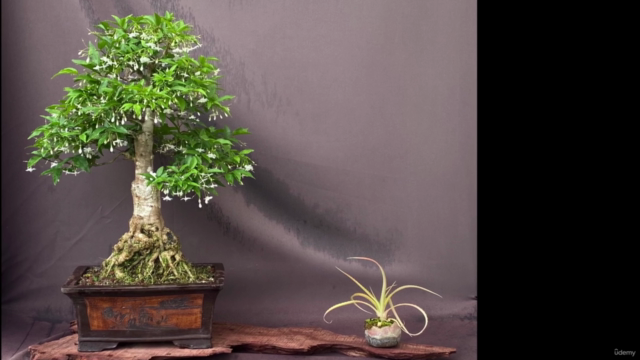 Advanced Bonsai Course – Screenshot 2