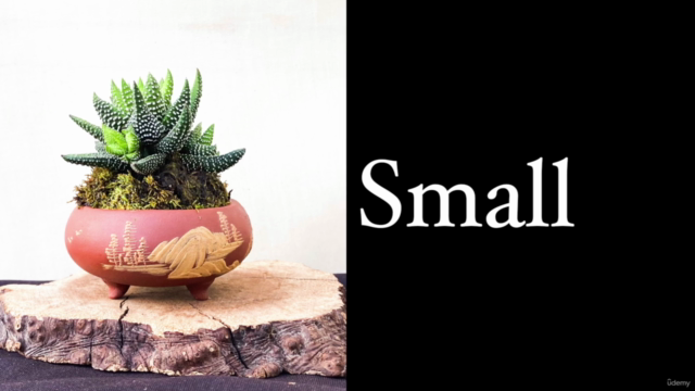Advanced Bonsai Course – Screenshot 3