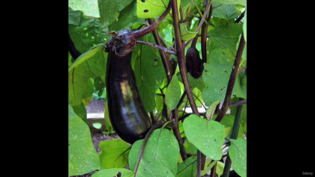 Grow Potatoes, Tomatoes, Peppers & Eggplants Successfully – Screenshot 3