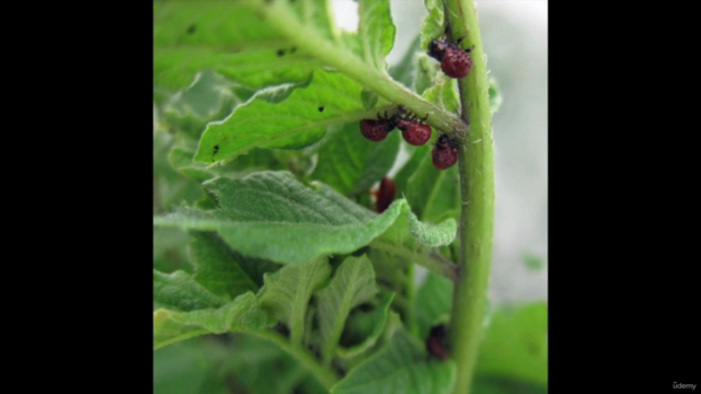 Grow Potatoes, Tomatoes, Peppers & Eggplants Successfully – Screenshot 4