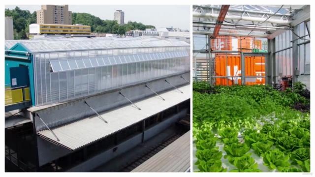 Aquaponics Fundamentals: Learn The Essentials of Aquaponics – Screenshot 4