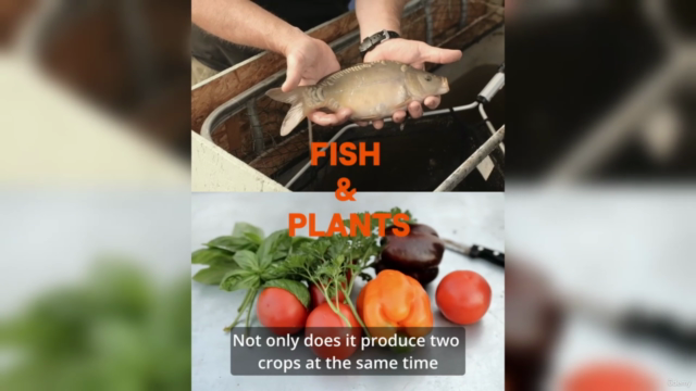 Aquaponics : Build your own system with Andrew – Screenshot 2