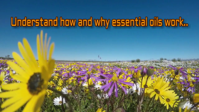 AROMATHERAPY: Essential Oils & Aromatherapy Certification! – Screenshot 2