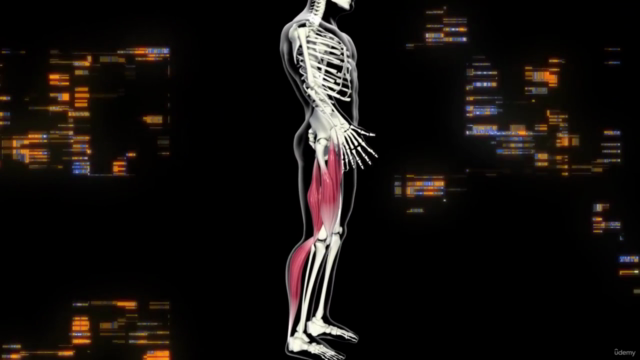 Sistema de Entrenamiento para FEMORAL Y PANTORRILLAS – Screenshot 3