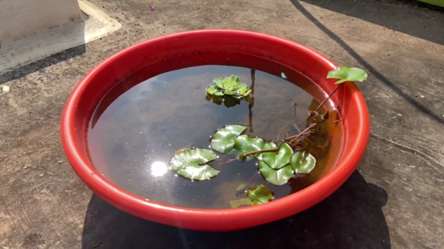 KhetiBuddy's DIY Water Pond Garden Workshop (English) – Screenshot 2