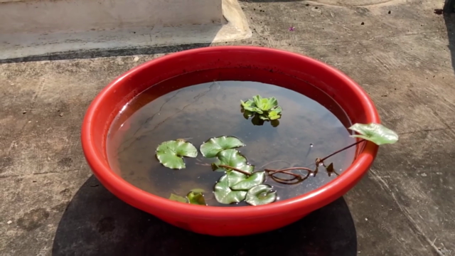 KhetiBuddy's DIY Water Pond Garden Workshop (English) – Screenshot 3