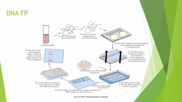 DNA Finger Printing - DNA Ligation - Plasmid isolation – Screenshot 2