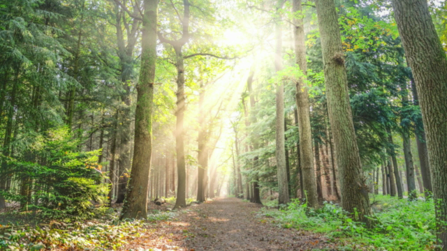 Conosci te stesso con Mindfulness MBSR – Screenshot 2