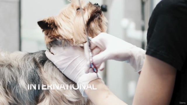 Peluquería Canina: Aprende desde cero cortes profesionales – Screenshot 1