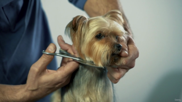 Peluquería Canina: Aprende desde cero cortes profesionales – Screenshot 4