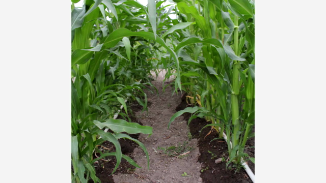 Build a PVC Drip Irrigation System for your Garden – Screenshot 1