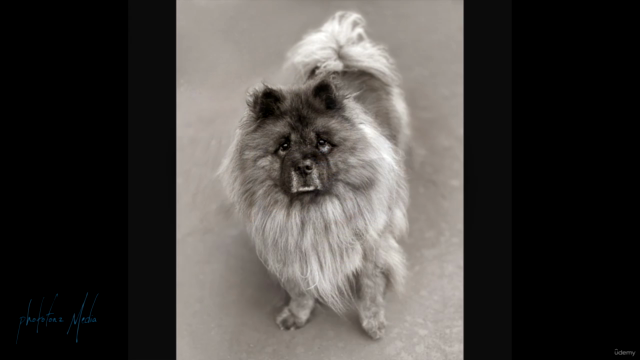 iPhone Dog/Pet Photography – Screenshot 4