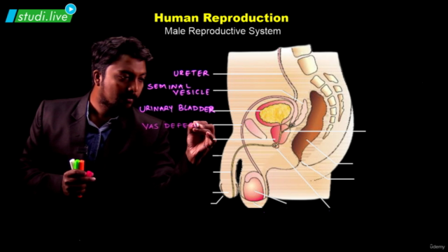 Biology : Human Reproduction – Screenshot 1
