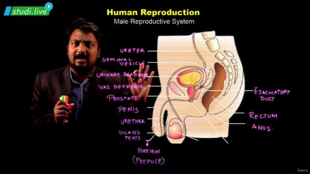 Biology : Human Reproduction – Screenshot 2