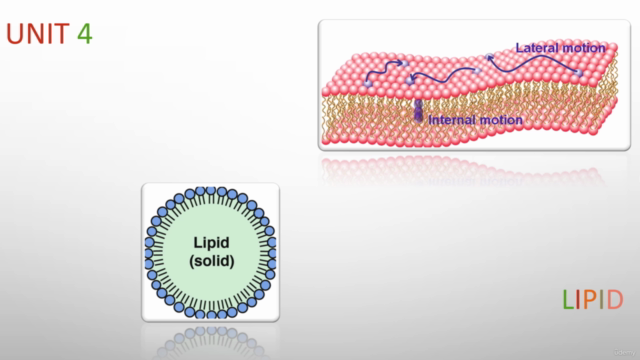 Biomolecules, Introduction to enzymes and folding of protein – Screenshot 3