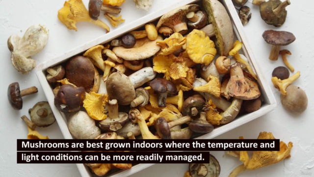 How to Grow Organic Mushrooms and Grow Your Business - Screenshot_04
