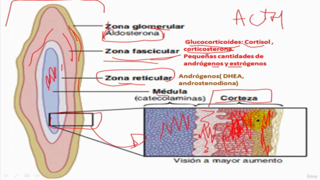 Fisiología endocrina - +10 horas! – Screenshot 2
