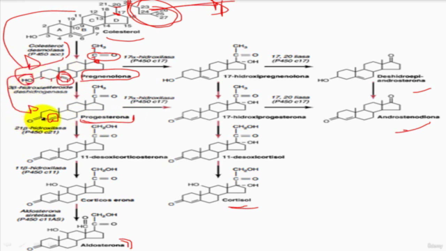 Fisiología endocrina - +10 horas! – Screenshot 3