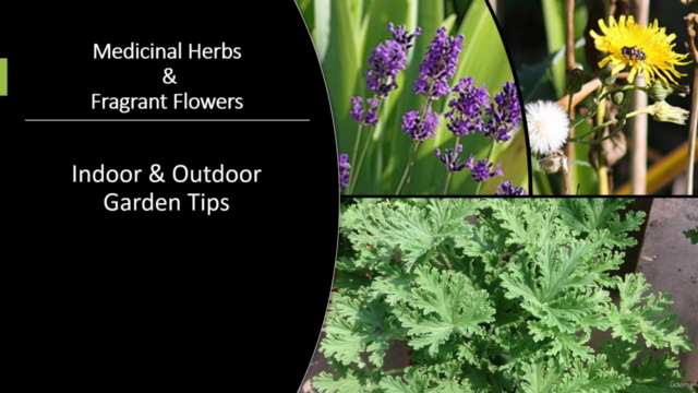 Create An Enchanting Garden – Screenshot 3