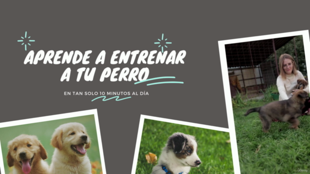 Adiestramiento Canino: Curso para enseñar comandos básicos. – Screenshot 2