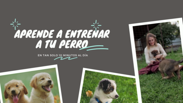 Adiestramiento Canino: Curso para enseñar comandos básicos. – Screenshot 3