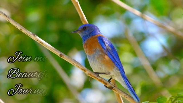 Abstract Watercolor Bird - 21 Birds Painting Challenge – Screenshot 4