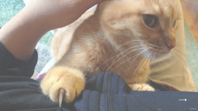 猫健康管理士が教える!「大切な猫ちゃんの健康を守ってハッピーに」ねこちゃん健康チェックマスターコース – Screenshot 4