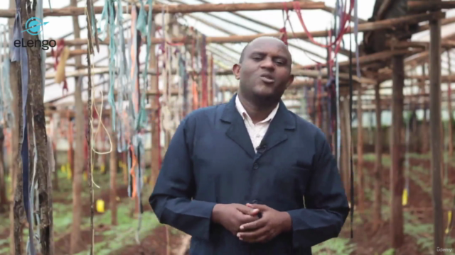 Growing Tomatoes in a Greenhouse: A Comprehensive Course – Screenshot 1