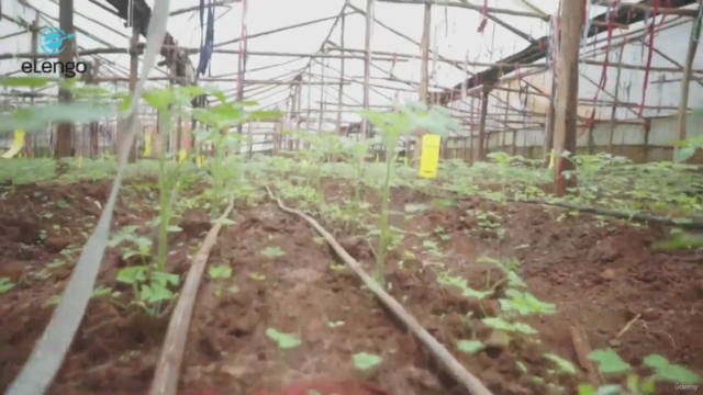 Growing Tomatoes in a Greenhouse: A Comprehensive Course – Screenshot 2