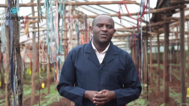 Growing Tomatoes in a Greenhouse: A Comprehensive Course – Screenshot 4
