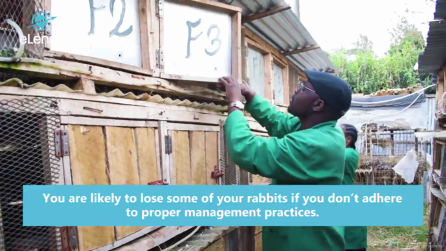 Profitable Rabbit Rearing: Basics for a Successful Farm – Screenshot 1