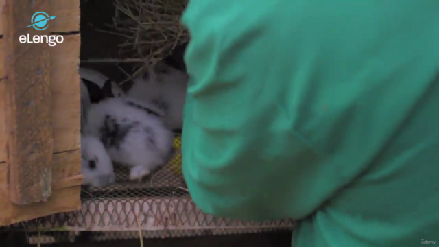 Profitable Rabbit Rearing: Basics for a Successful Farm – Screenshot 3