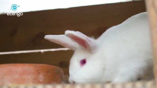 Profitable Rabbit Rearing: Basics for a Successful Farm – Screenshot 4