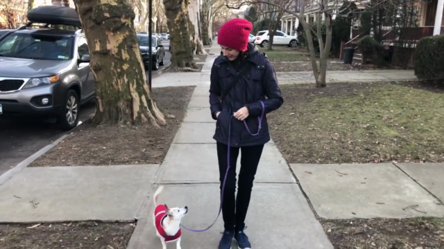 Leash Reactivity: Modify Your Dog's Aggressive Behavior – Screenshot 1