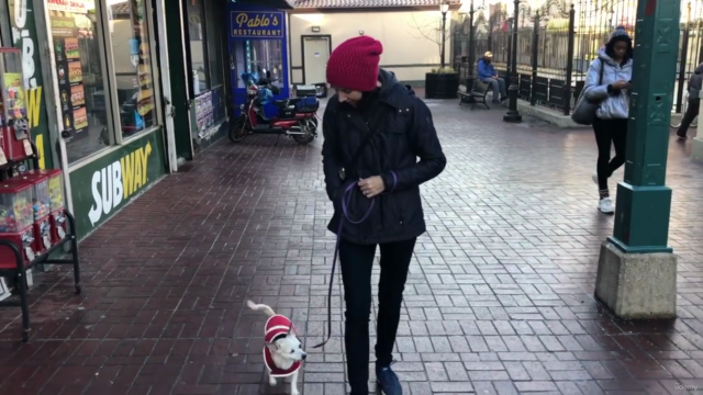 Leash Reactivity: Modify Your Dog's Aggressive Behavior – Screenshot 4