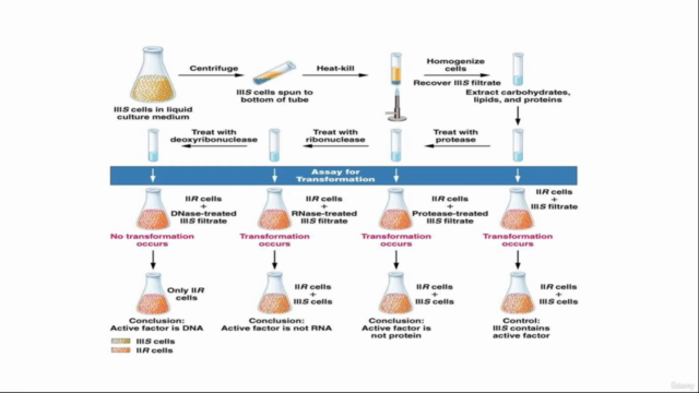 Fundamentals of General Genetics/Classical Genetics – Screenshot 2