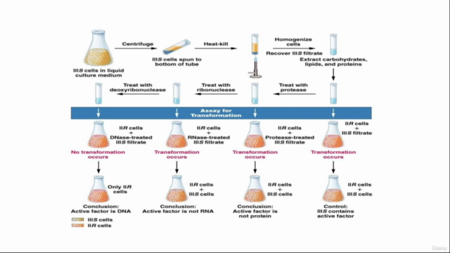 Fundamentals of General Genetics/Classical Genetics – Screenshot 3