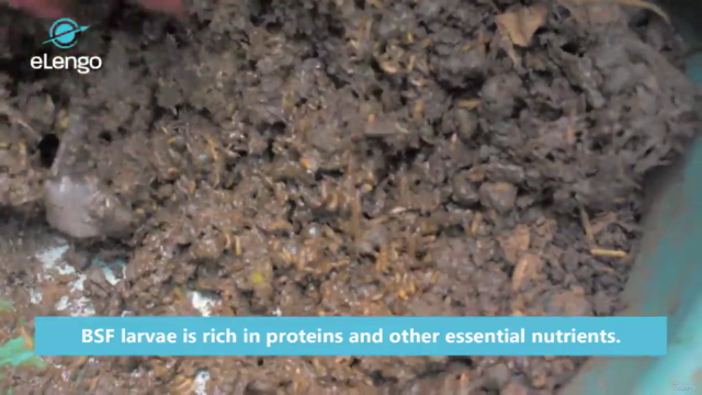 The Basics of BSF Farming: Sustainable Protein for Poultry – Screenshot 1