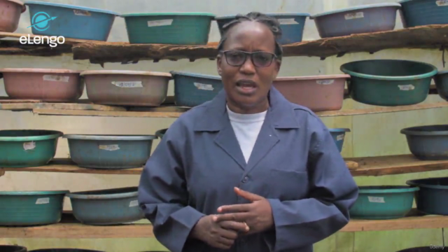 The Basics of BSF Farming: Sustainable Protein for Poultry – Screenshot 2