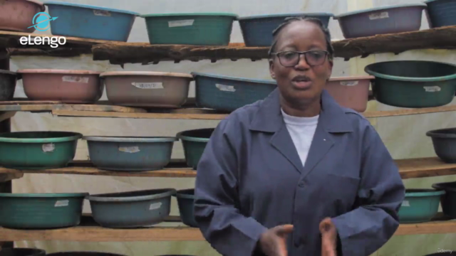 The Basics of BSF Farming: Sustainable Protein for Poultry – Screenshot 4
