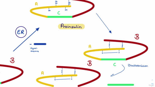 Biochemie 02 - Stoffwechselprozesse (8 Std) – Screenshot 4