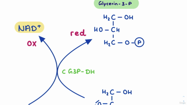 Biochemie 03 - Expertenmodul (+ dein Wunschthema!) – Screenshot 3