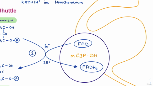 Biochemie 03 - Expertenmodul (+ dein Wunschthema!) – Screenshot 4
