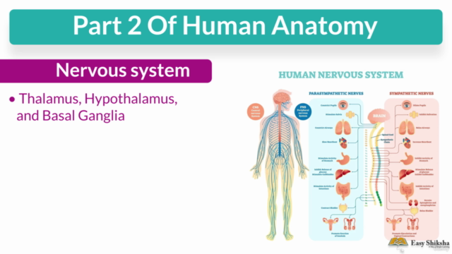 Human Anatomy and Physiology Part-II – Screenshot 4
