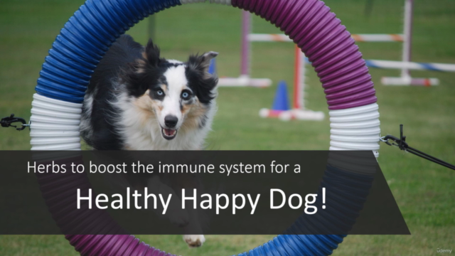 Herbs and Natural Remedies for Dogs – Screenshot 4