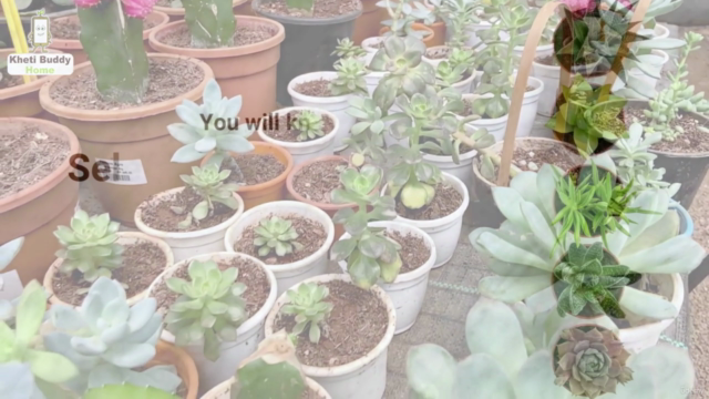 Beginners Guide to House Plants: Succulents (Hindi) - Screenshot_01